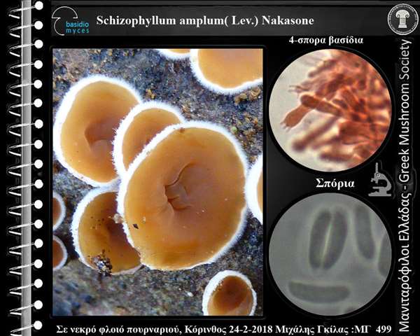 Schizophyllum amplum(Lѐv.) Nakasone