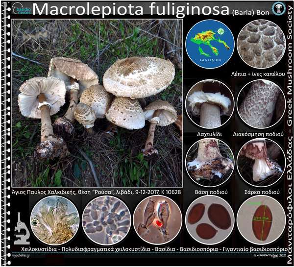 Macrolepiota fuliginosa (Barla) Bon