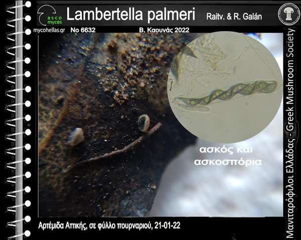 Lambertella palmeri Raitv. & R. Galán