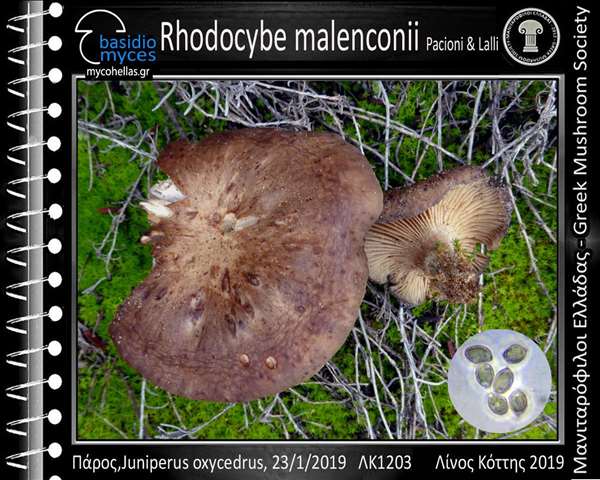 Rhodocybe malenconii Pacioni & Lalli