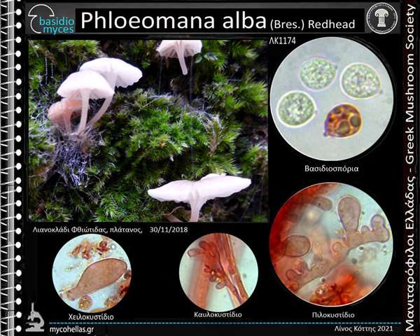Phloeomana alba (Bres.) Redhead 