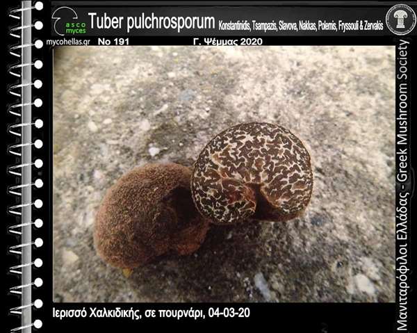 Tuber pulchrosporum Konstantinidis, Tsampazis, Slavova, Nakkas, Polemis, Fryssouli & Zervakis