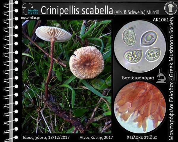 Crinipellis scabella (Alb. & Schwein.) Murrill