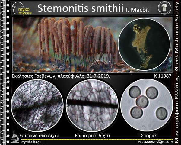 Stemοnitis smithii T. Macbr.