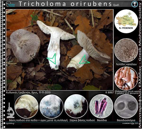 Tricholoma orirubens Quél. 