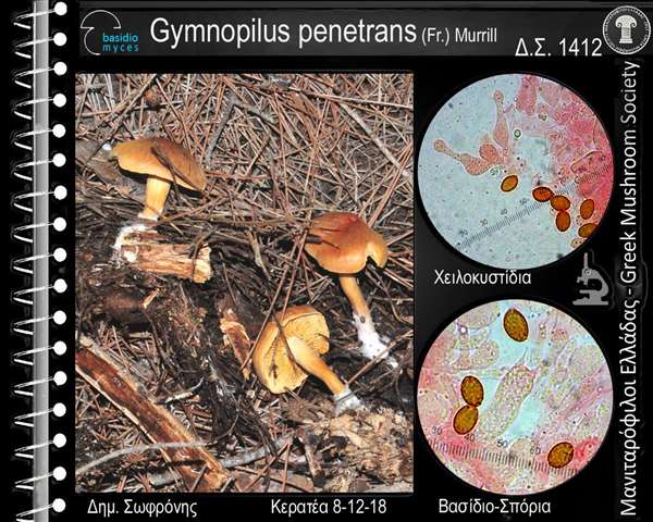 Gymnopilus penetrans(Fr.) Murrill