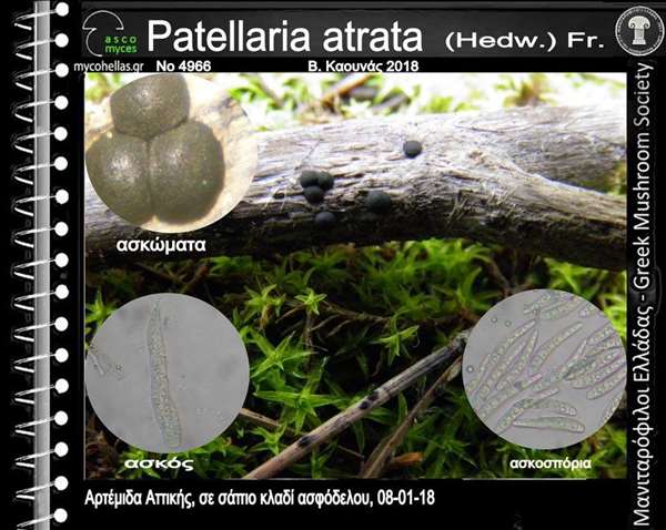 Patellaria atrata (Hedw.) Fr.