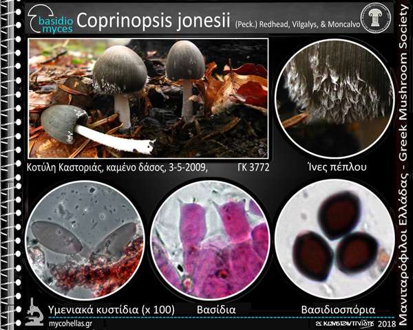Coprinopsis jonesii (Peck.) Redhead, Vilgalys, & Moncalvo 