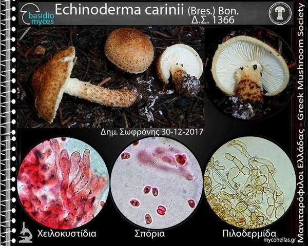 Echinoderma carinii (Bres.) Bon