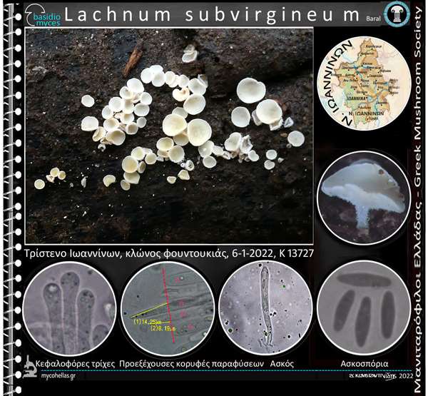 Lachnum subvirgineum Baral 