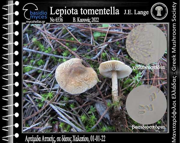 Lepiota tomentella J.E. Lange