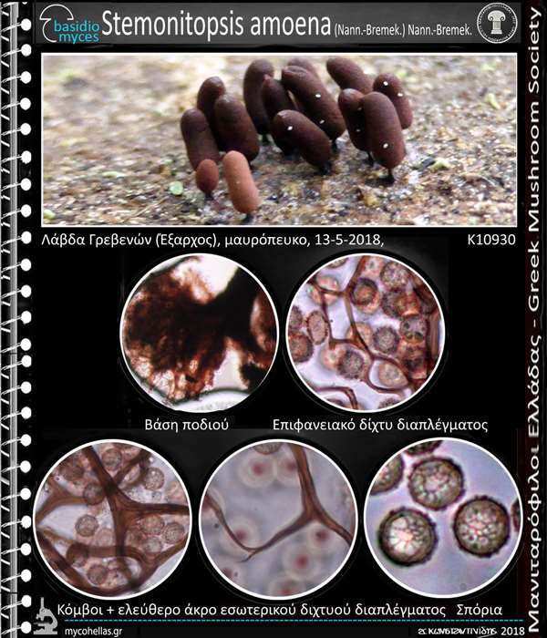 Stemonitopsis amoena (Nann.-Bremek.) Nann.-Bremek. 