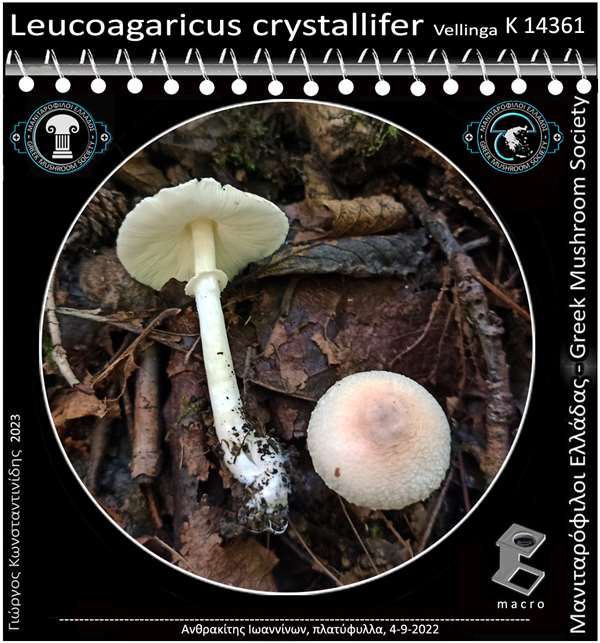 Leucoagaricus crystallifer Vellinga