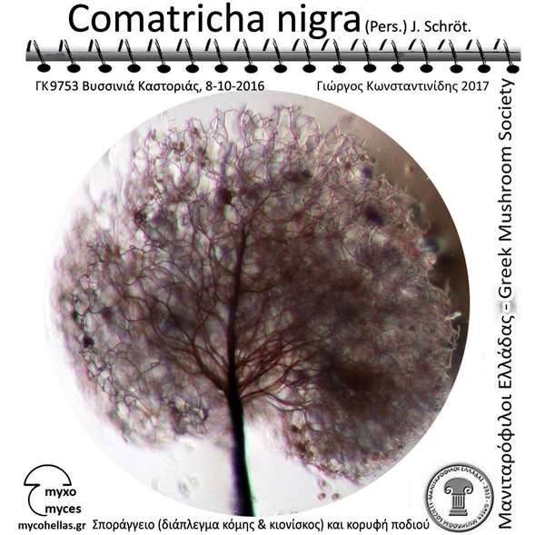 Comatricha nigra (Pers.) J. Schröt. 