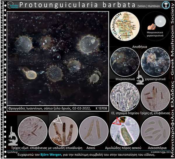 Protounguicularia barbata (Velen.) Huhtinen 